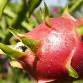 WHOLESALE WORLD FRESH DRAGON PITAYA WHITE DRAGON FRUIT